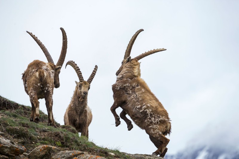 Ibex фото группа