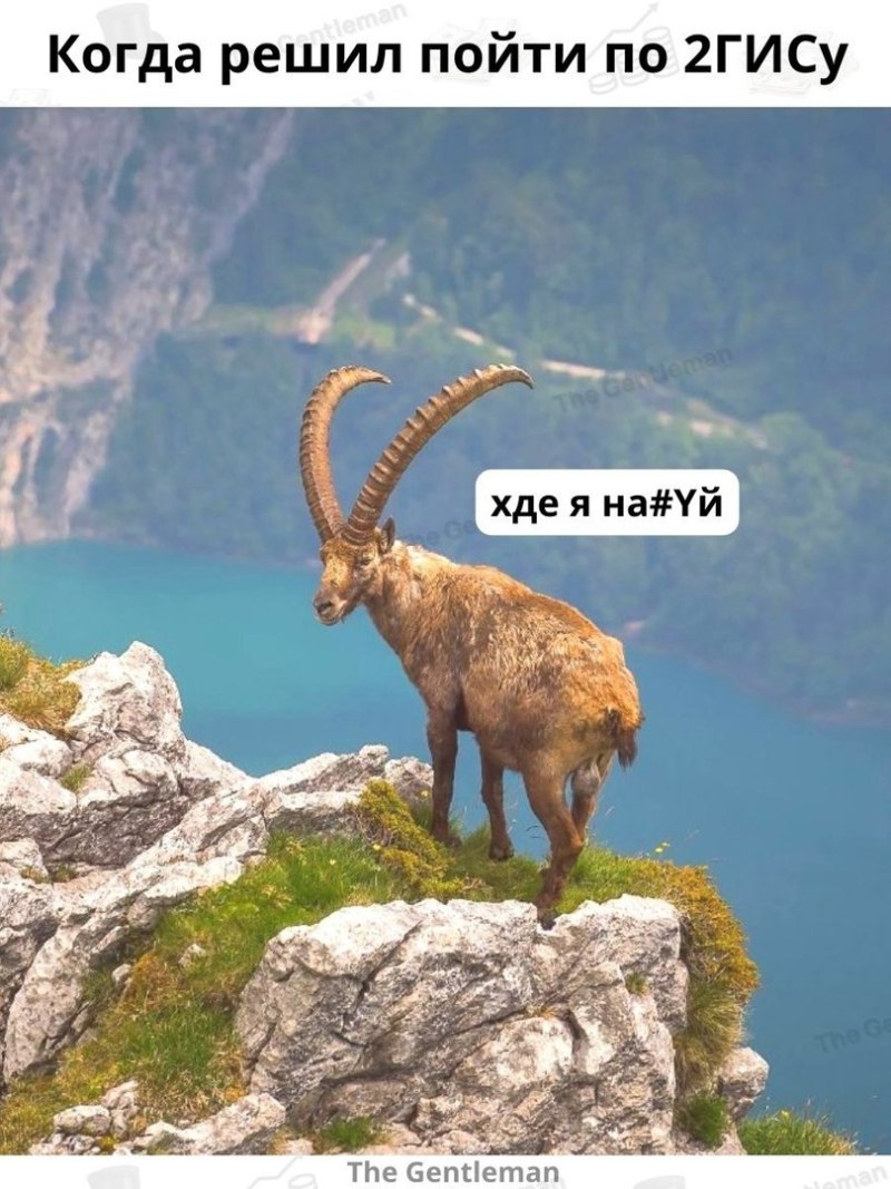 Тебердинский заповедник горный козел