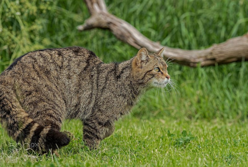 Критская Дикая кошка