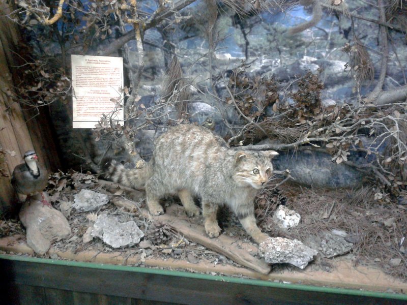 Felis Silvestris Cretensis