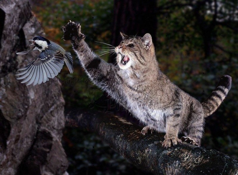 Лесная кошка (Felis Silvestris)