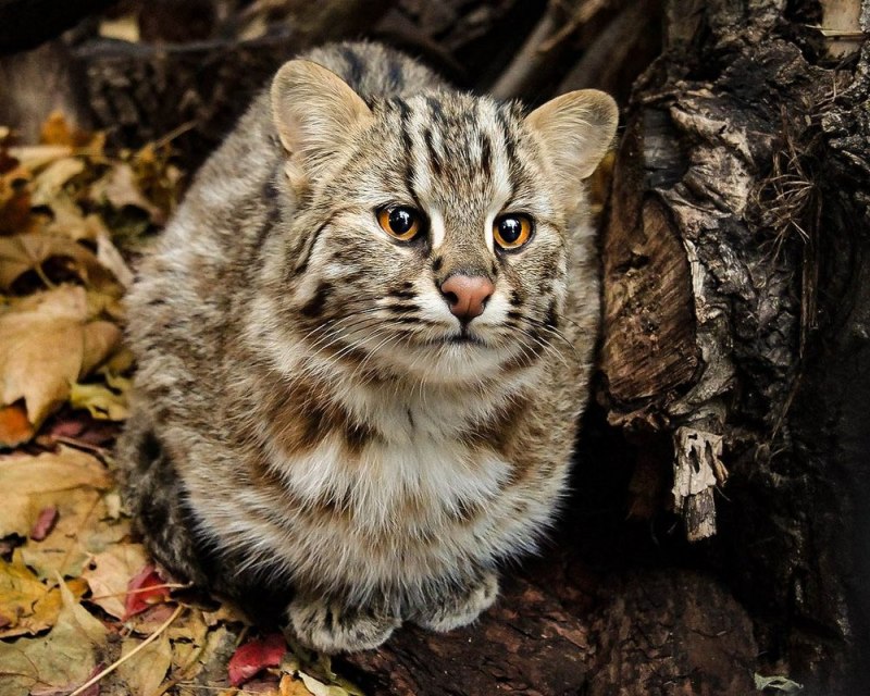 Амурский камышовый кот