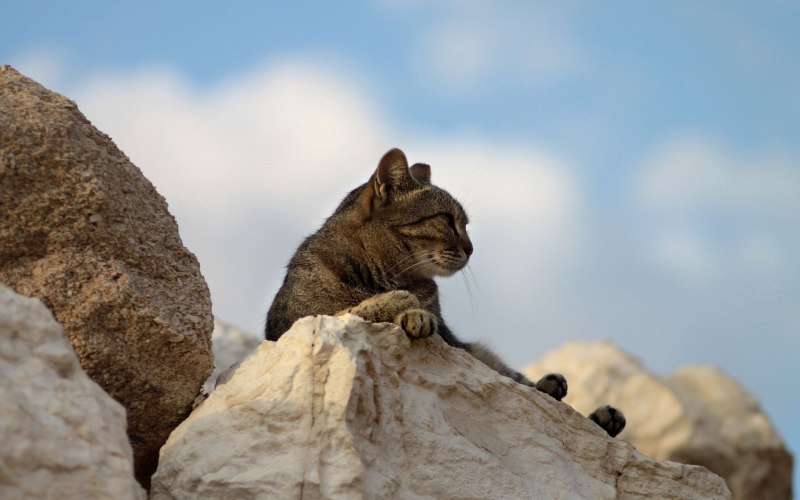 Кот на горе