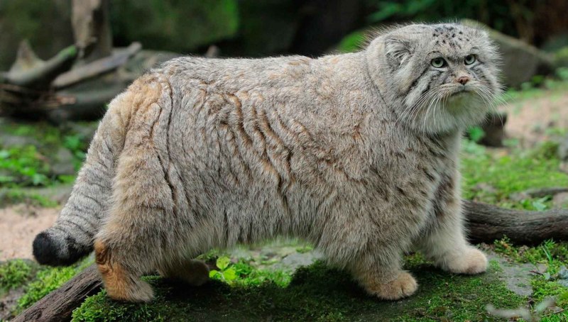 Горный кот Манул