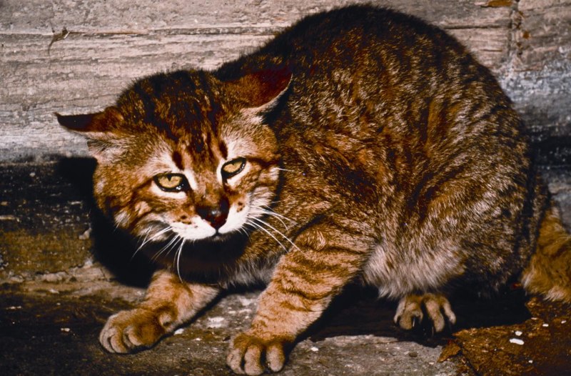 Felis Silvestris Cretensis