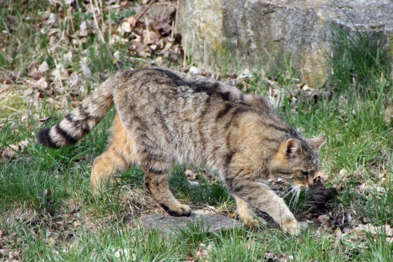 Кавказская Лесная кошка Felis Silvestris Caucasica