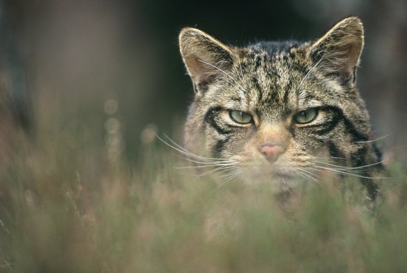 Wild Cat of Scotland what kind of Cat is it