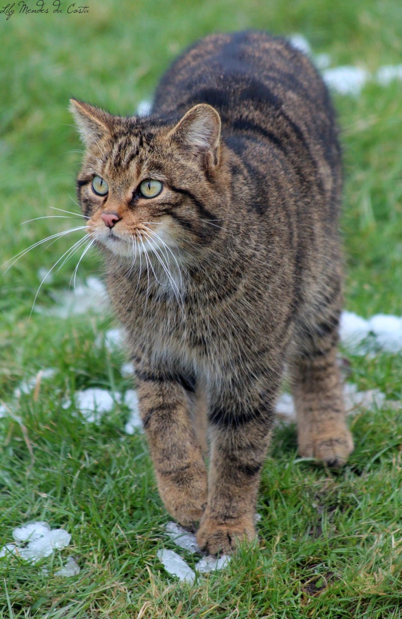 Felis Silvestris grampia