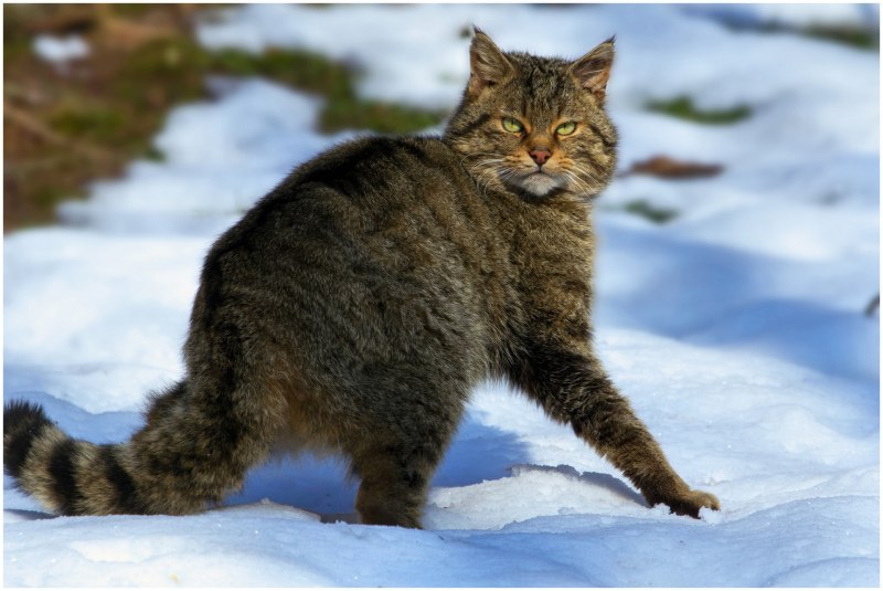 Среднеевропейский Лесной кот