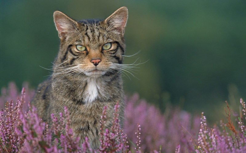 Шотландский дикий кот
