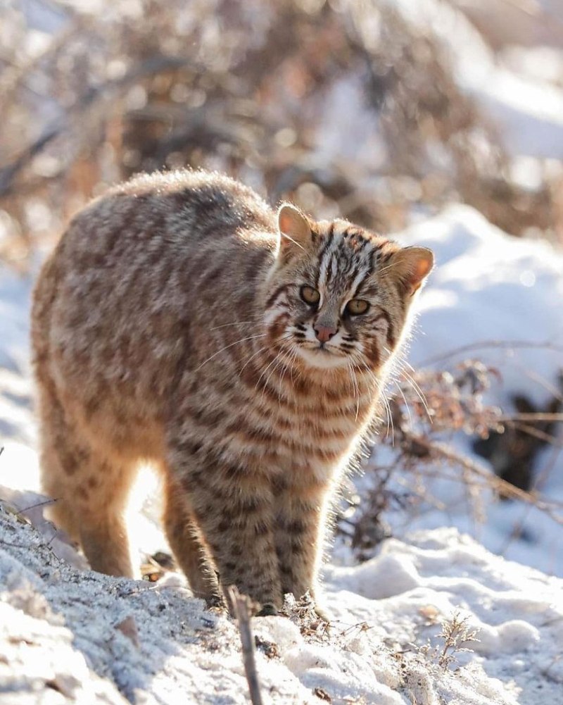 Амурский Лесной кот