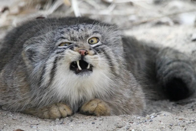 Кот Манул