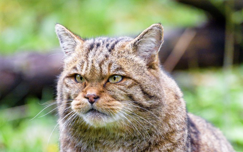 Коричневый Дикие коты