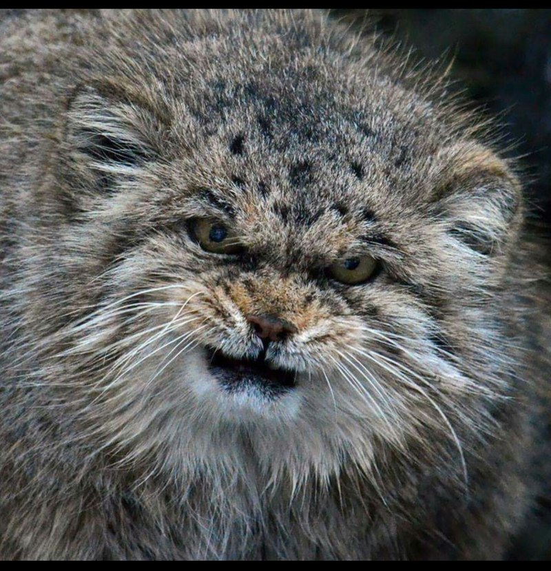 Степной кот Манул