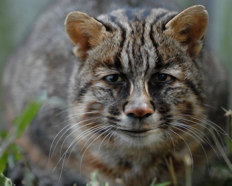 Дальневосточный Лесной кот (Prionailurus bengalensis euptilurus)