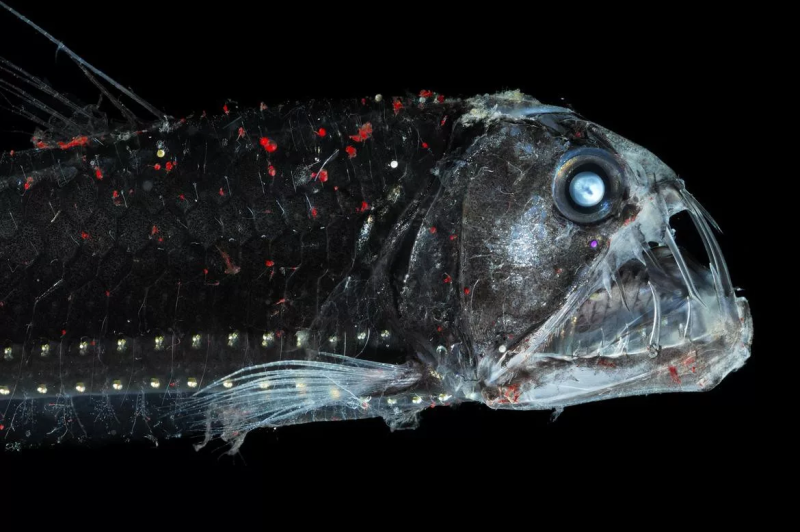 Хаулиоды (Viperfish)