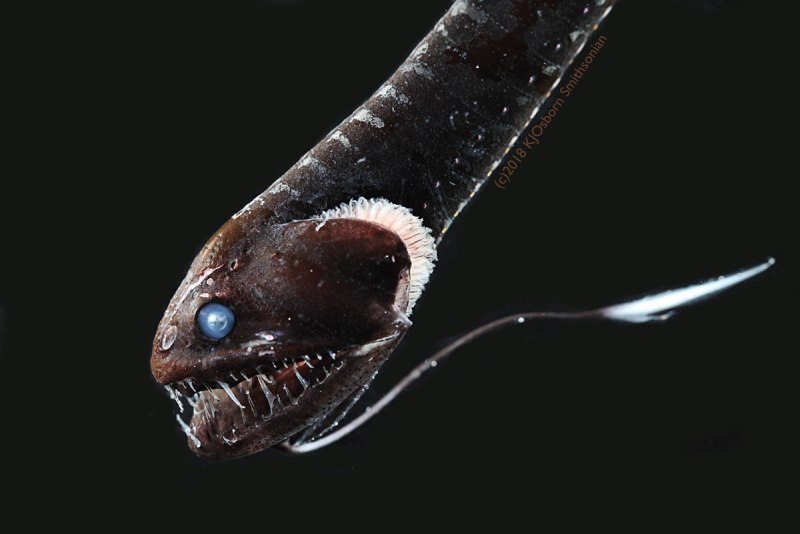Idiacanthus Antrostomus