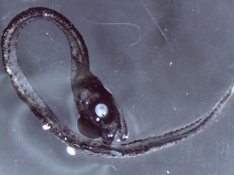Idiacanthus Antrostomus