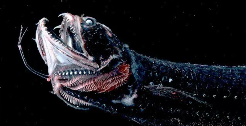 Морской дракон Марианской впадины
