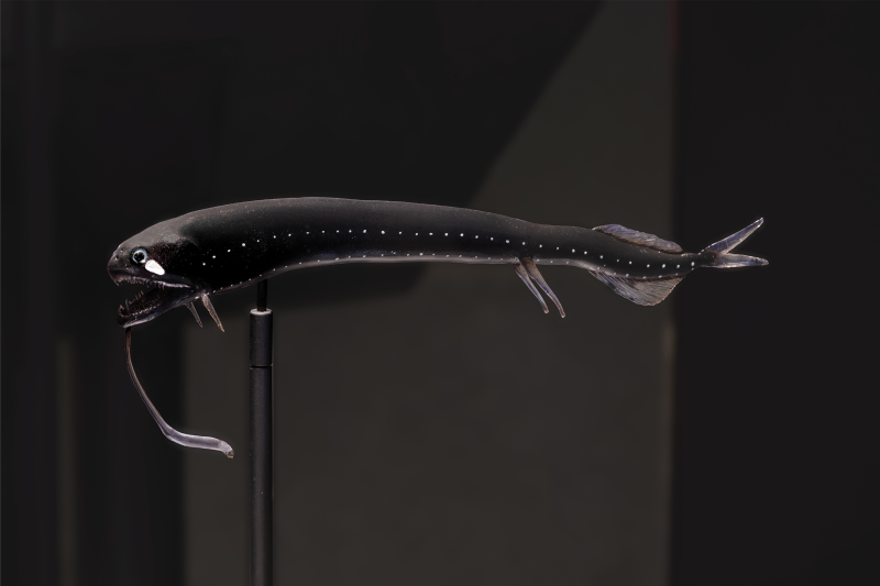 Idiacanthus Atlanticus
