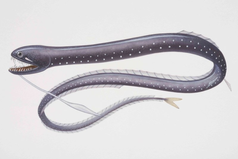 Черная рыба-дракон (Dragonfish)