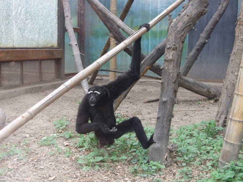 Hoolock leuconedys