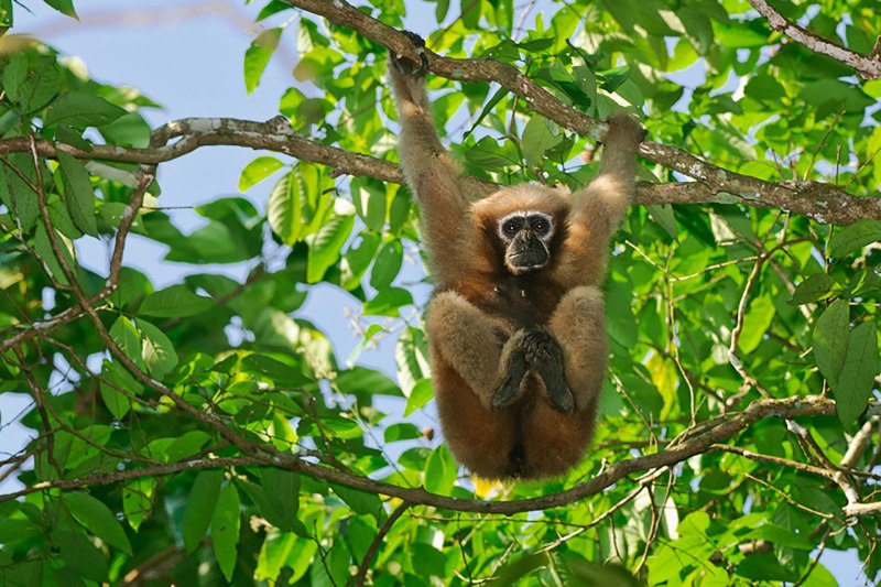 Hoollongapar Gibbon Sanctuary