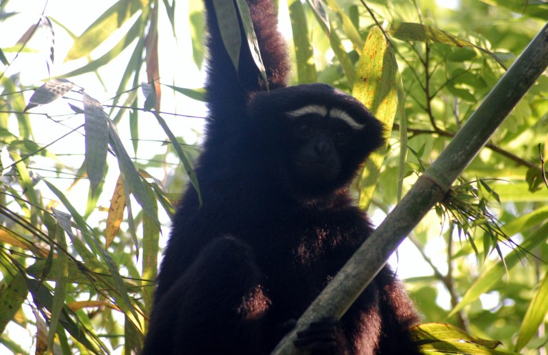 Hoolock leuconedys