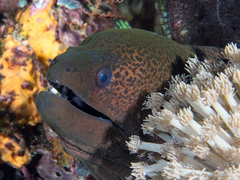 Gymnothorax javanicus