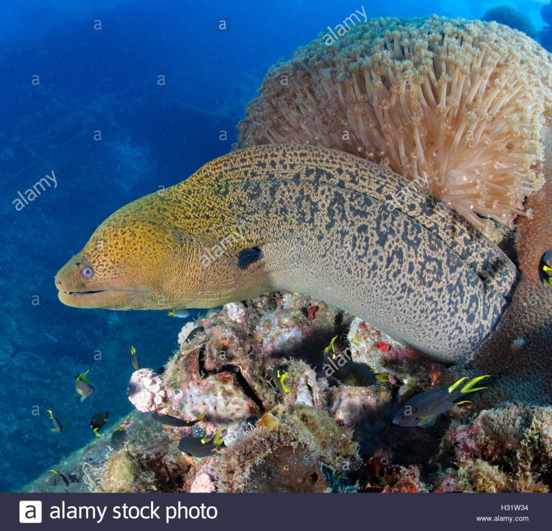 Gymnothorax javanicus