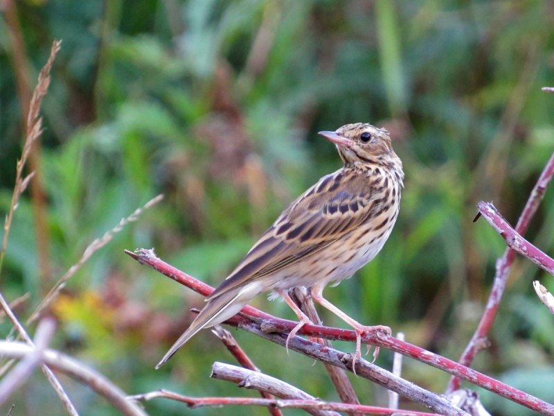 7. Конек Лесной (Anthus trivialis)