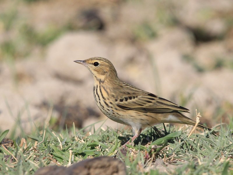 Вид конек Лесной – Anthus trivialis