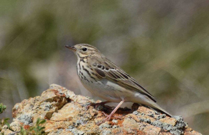 Anthus trivialis