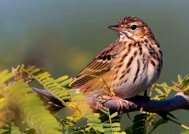 Луговой конек (Anthus pratensis) 237. Краснозобый конек