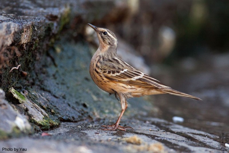 Anthus roseatus