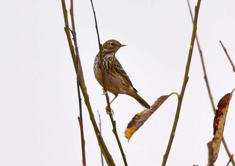 Луговой конек (Anthus pratensis) 237. Краснозобый конек