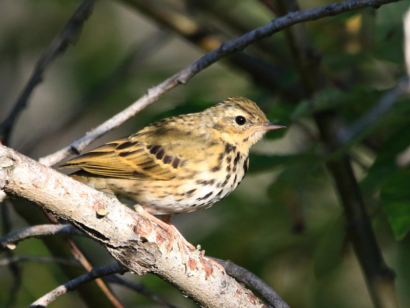 Anthus hodgsoni