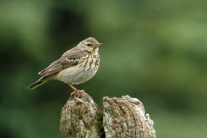 Anthus trivialis