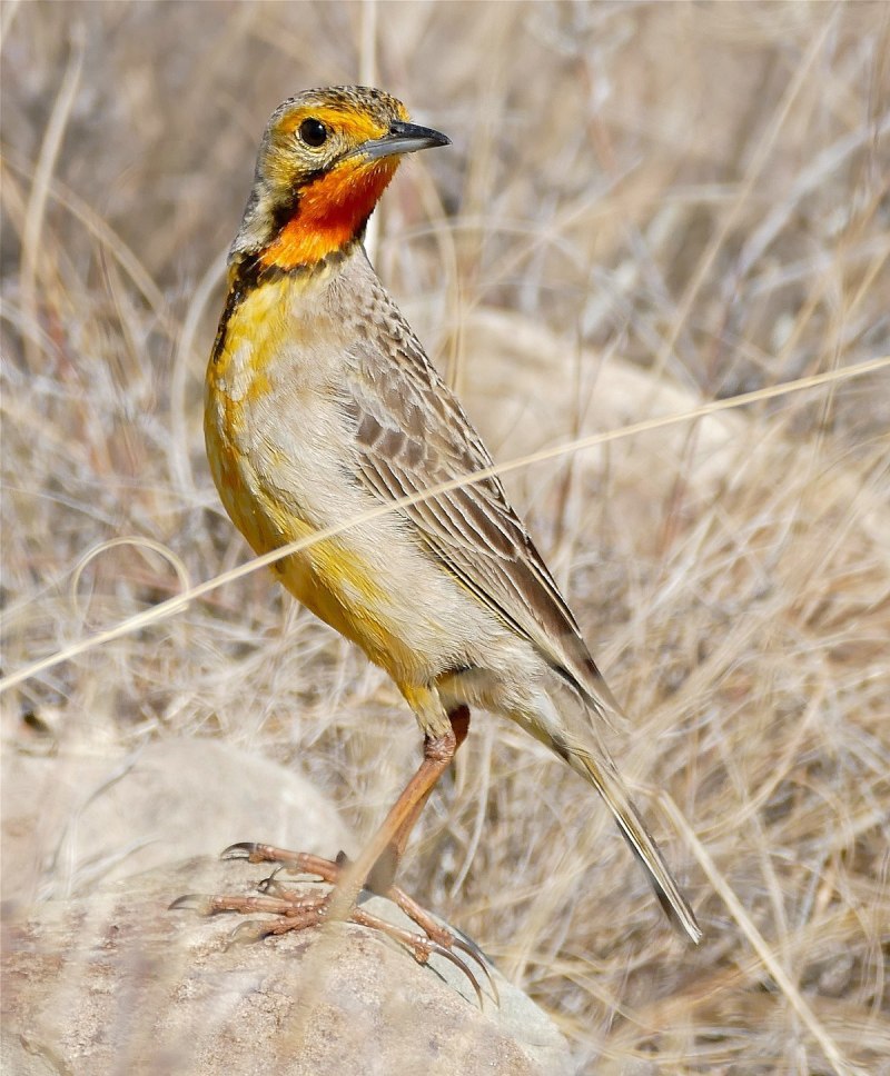 Macronyx capensis
