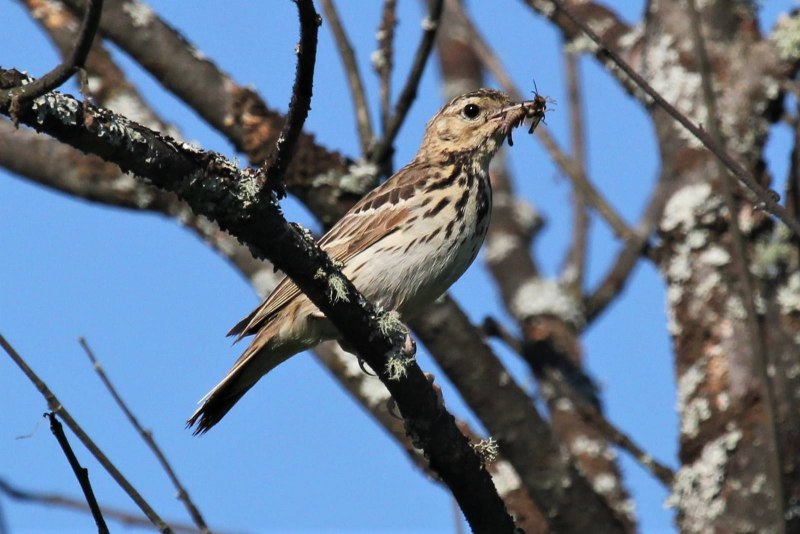 Anthus cinnamomeus