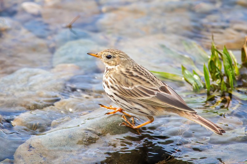 Луговой конёк (Anthus pratensis)