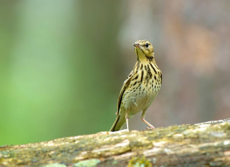 Anthus trivialis
