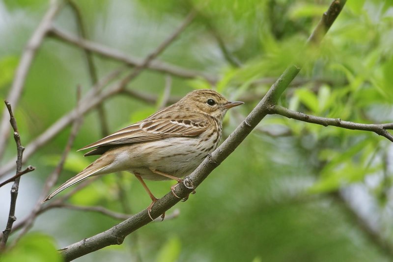 Лесной конёк (Anthus trivialis)
