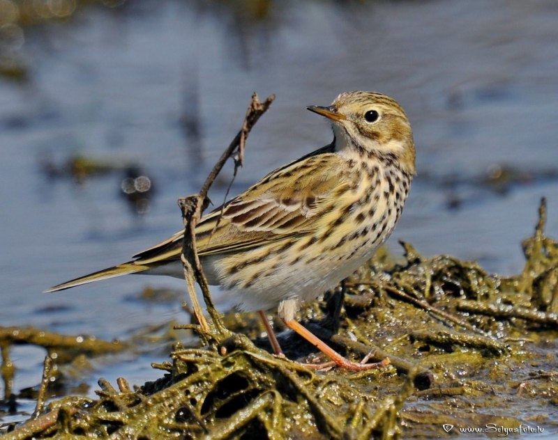 Луговой конек (Anthus pratensis) 237. Краснозобый конек