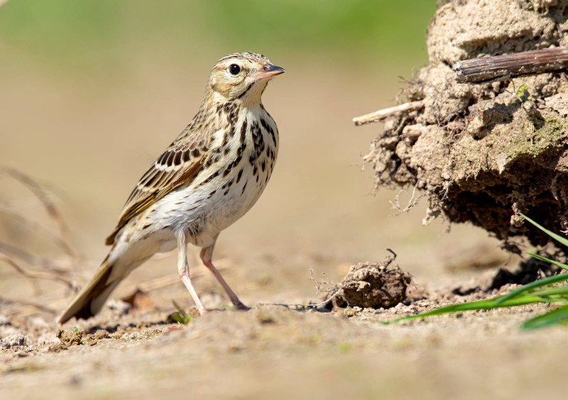 Anthus trivialis