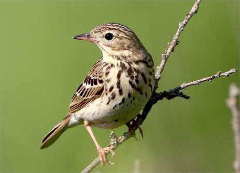 Луговой конек (Anthus pratensis) 237. Краснозобый конек