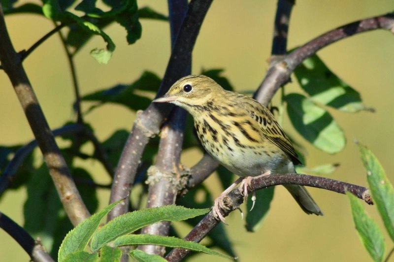 Anthus trivialis