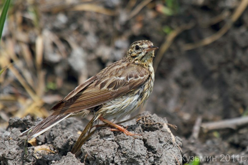 Anthus trivialis