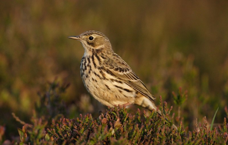 Луговой конек (Anthus pratensis) 237. Краснозобый конек