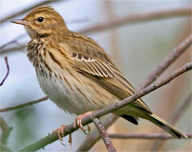 Луговой конек (Anthus pratensis) 237. Краснозобый конек